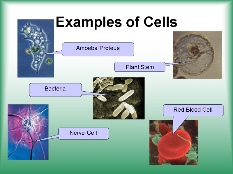 Examples of Cells Amoeba Proteus Plant Stem Red Blood Cell Nerve Cell Bacteria